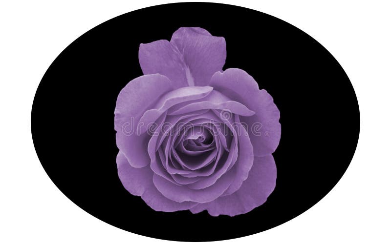 Forme Elliptique Image Vectorielle Noire Et Une Rose Violette Brillante Au  Milieu Sur Fond Blanc. Design De Vecteurs De Fleurs. Illustration Stock -  Illustration du pourpré, vecteur: 215492916