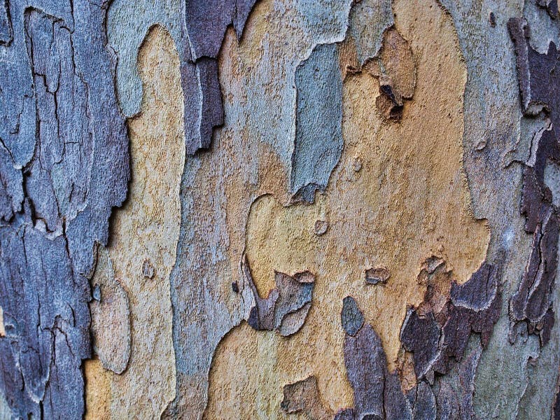 Forme organiche naturali e colorate immagine stock