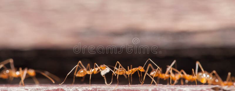 Formica che lavora duro fotografia stock Formica che lavora duro fotografia stock