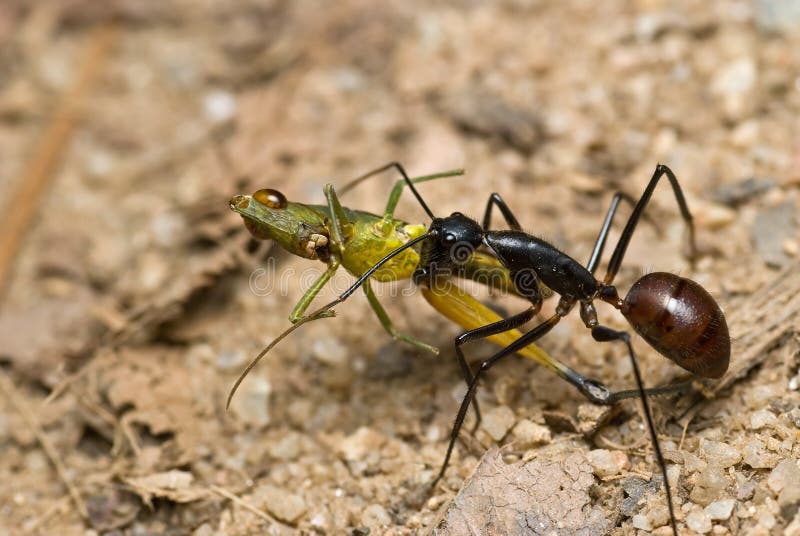 Formica gigante tropicale, Camponotus Gigas immagini stock libere da diritti
