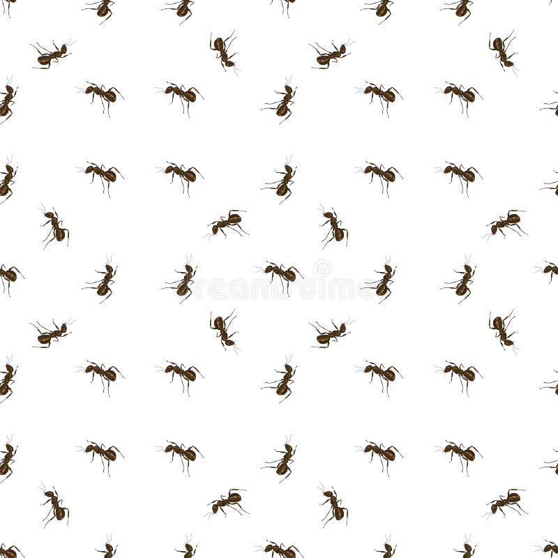 Formica su fondo bianco illustrazione di stock Formica su fondo bianco illustrazione di stock
