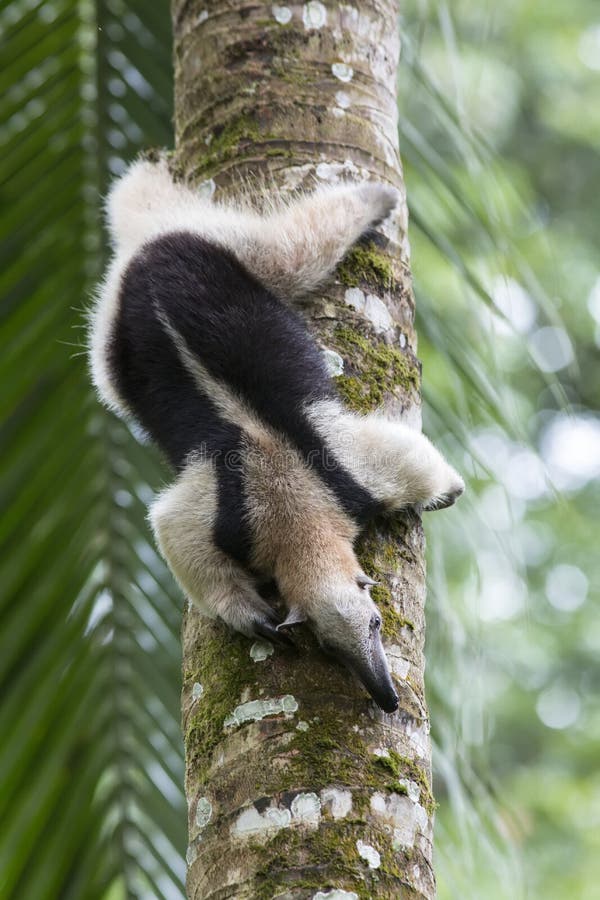 Formichiere, Tamandua nordico fotografia stock libera da diritti Formichiere, Tamandua nordico fotografia stock libera da diritti