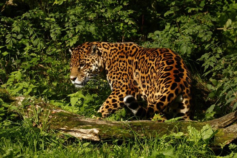 Formidable Jaguar stock image