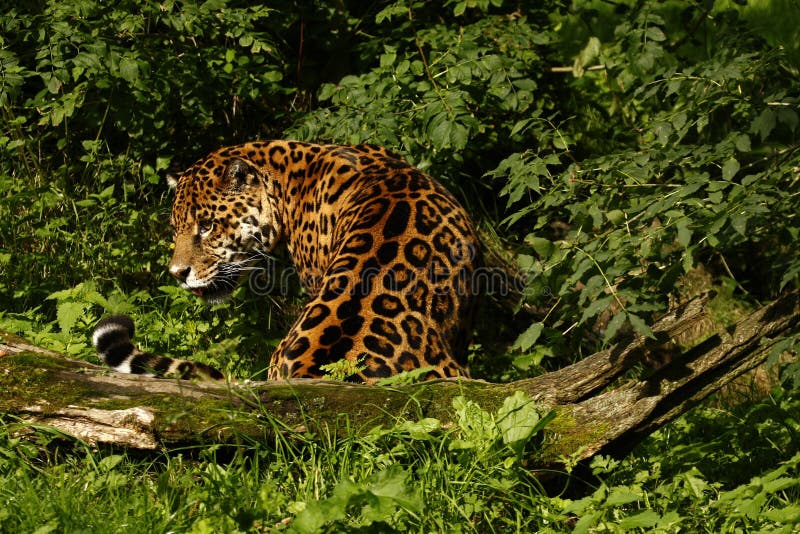 Formidable Jaguar royalty free stock photo