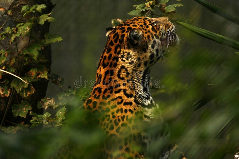 Formidable Jaguar stock photo