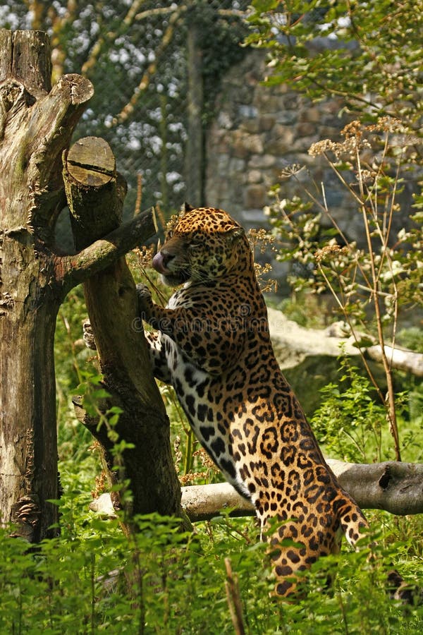 Formidable Jaguar royalty free stock photo