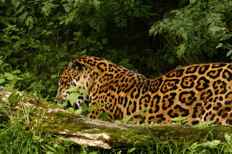 Formidable Jaguar royalty free stock images