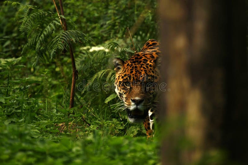 Formidable Jaguar stock image