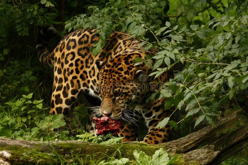 Formidable Jaguar stock photography