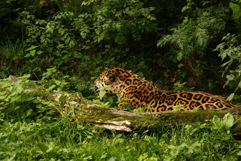 Formidable Jaguar stock photos