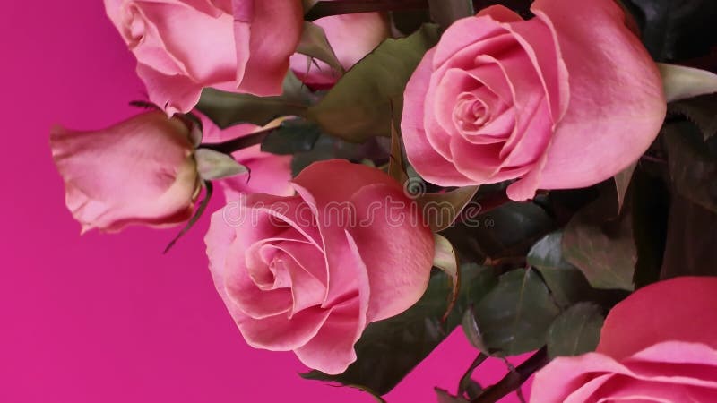Formidable Roses Roses Roses Roses Contre Un Contexte Fuchsia Lumineux. Vidéo verticale banque de vidéos