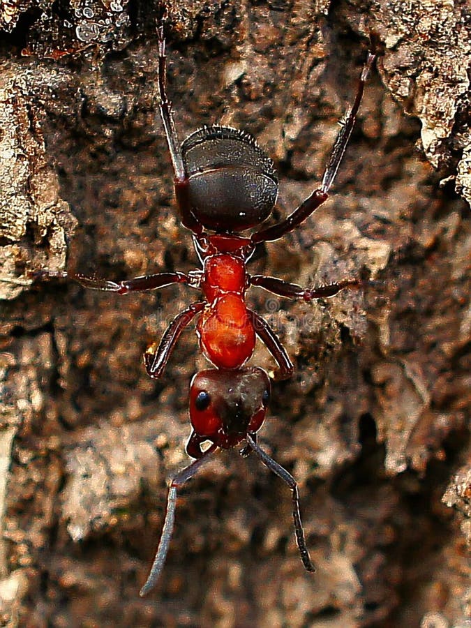 Fotógrafo mostra como é o rosto de uma formiga de perto: 'Assustador