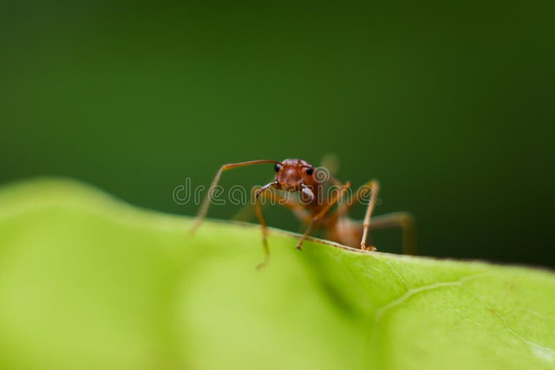 A formiga de fogo intimida com maxila, protege a raça e o ninho na folha verde na natureza com fotografia macro imagens de stock A formiga de fogo intimida com maxila, protege a raça e o ninho na folha verde na natureza com fotografia macro imagens de stock