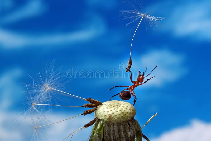 Formiga e um dente-de-leão imagem de stock. Imagem de pés ...
