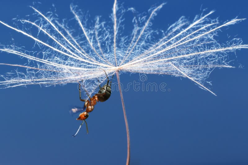 Formiga E Uma Semente Do Dente-de-leão Imagem de Stock ...