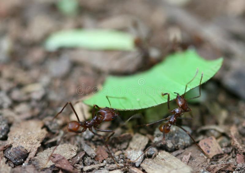 Formigas do cortador da folha imagens de stock Formigas do cortador da folha imagens de stock