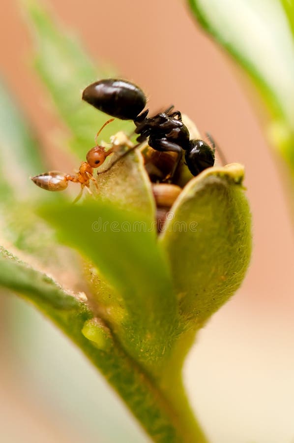 Formigas que obtêm sementes fotografia de stock Formigas que obtêm sementes fotografia de stock