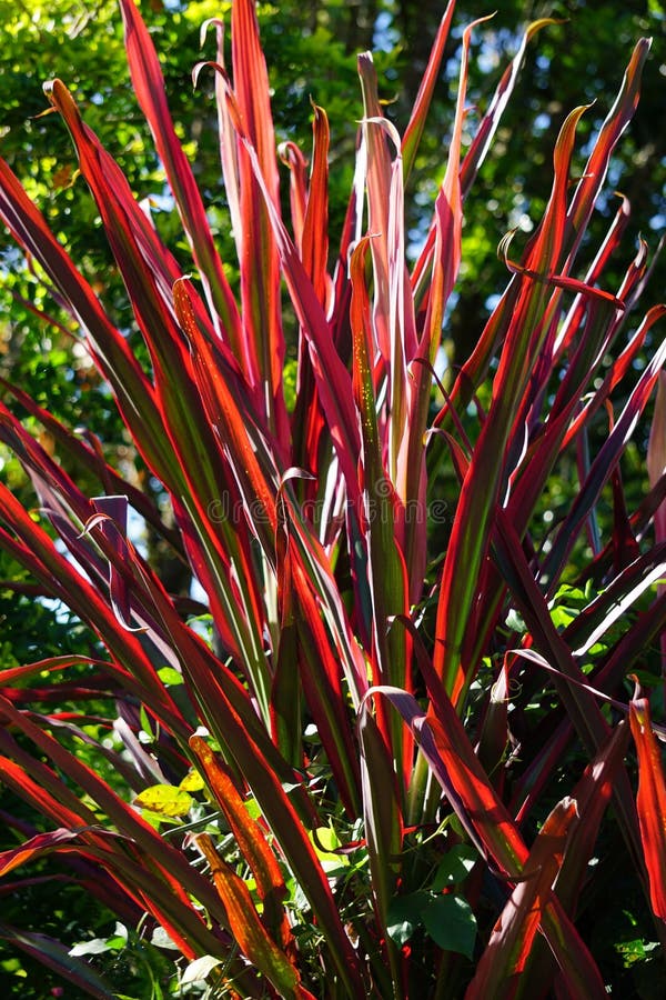 Phormium Guardsman (New Zealand Flax, Hemp, Flax Lily) plant. It can grow to at least 6 feet tall. The leaf-fans are narrow, the leaves quite straight and rigid. Phormium Guardsman (New Zealand Flax, Hemp, Flax Lily) plant. It can grow to at least 6 feet tall. The leaf-fans are narrow, the leaves quite straight and rigid