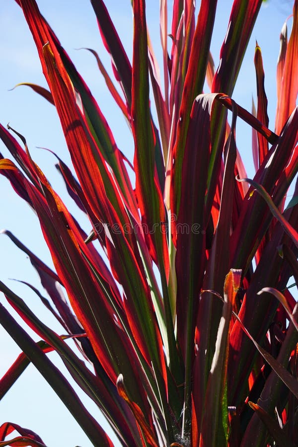 Phormium Guardsman (New Zealand Flax, Hemp, Flax Lily) plant. It can grow to at least 6 feet tall. The leaf-fans are narrow, the leaves quite straight and rigid. Phormium Guardsman (New Zealand Flax, Hemp, Flax Lily) plant. It can grow to at least 6 feet tall. The leaf-fans are narrow, the leaves quite straight and rigid