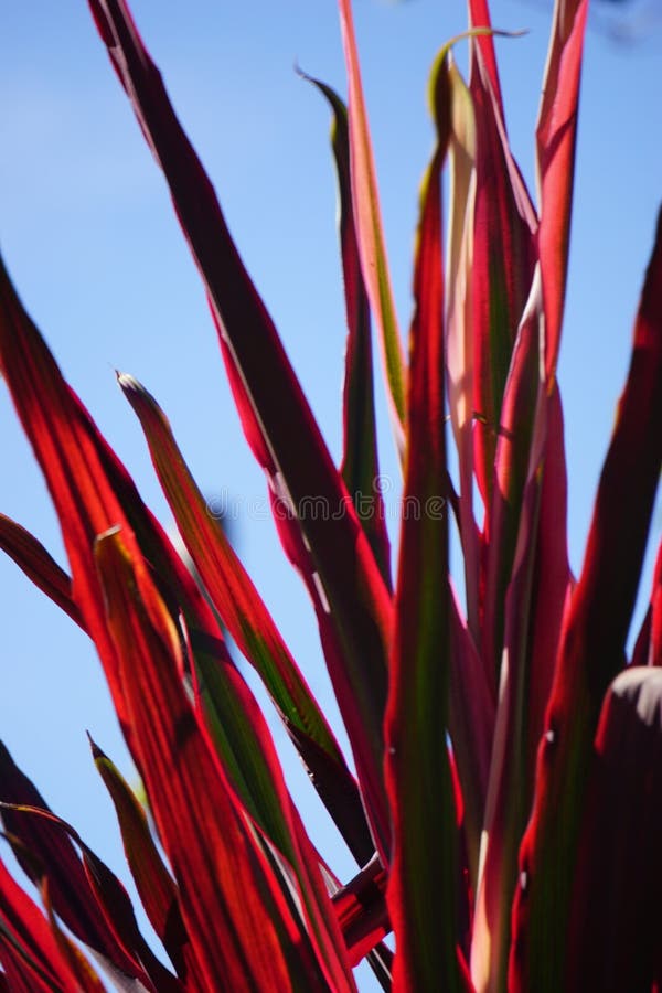 Phormium Guardsman (New Zealand Flax, Hemp, Flax Lily) plant. It can grow to at least 6 feet tall. The leaf-fans are narrow, the leaves quite straight and rigid. Phormium Guardsman (New Zealand Flax, Hemp, Flax Lily) plant. It can grow to at least 6 feet tall. The leaf-fans are narrow, the leaves quite straight and rigid