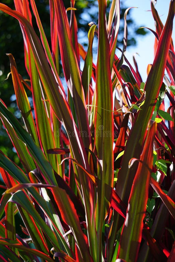 Phormium Guardsman (New Zealand Flax, Hemp, Flax Lily) plant. It can grow to at least 6 feet tall. The leaf-fans are narrow, the leaves quite straight and rigid. Phormium Guardsman (New Zealand Flax, Hemp, Flax Lily) plant. It can grow to at least 6 feet tall. The leaf-fans are narrow, the leaves quite straight and rigid