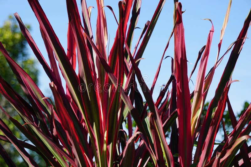 Phormium Guardsman (New Zealand Flax, Hemp, Flax Lily) plant. It can grow to at least 6 feet tall. The leaf-fans are narrow, the leaves quite straight and rigid. Phormium Guardsman (New Zealand Flax, Hemp, Flax Lily) plant. It can grow to at least 6 feet tall. The leaf-fans are narrow, the leaves quite straight and rigid