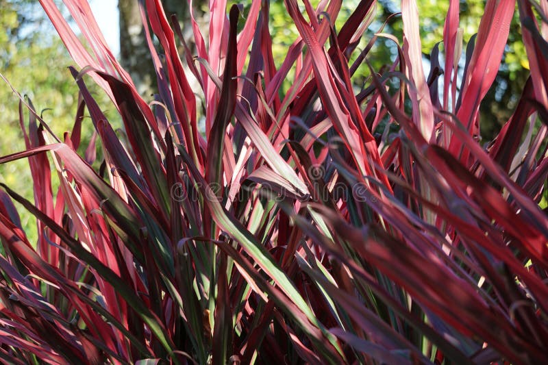 Phormium Guardsman (New Zealand Flax, Hemp, Flax Lily) plant. It can grow to at least 6 feet tall. The leaf-fans are narrow, the leaves quite straight and rigid. Phormium Guardsman (New Zealand Flax, Hemp, Flax Lily) plant. It can grow to at least 6 feet tall. The leaf-fans are narrow, the leaves quite straight and rigid