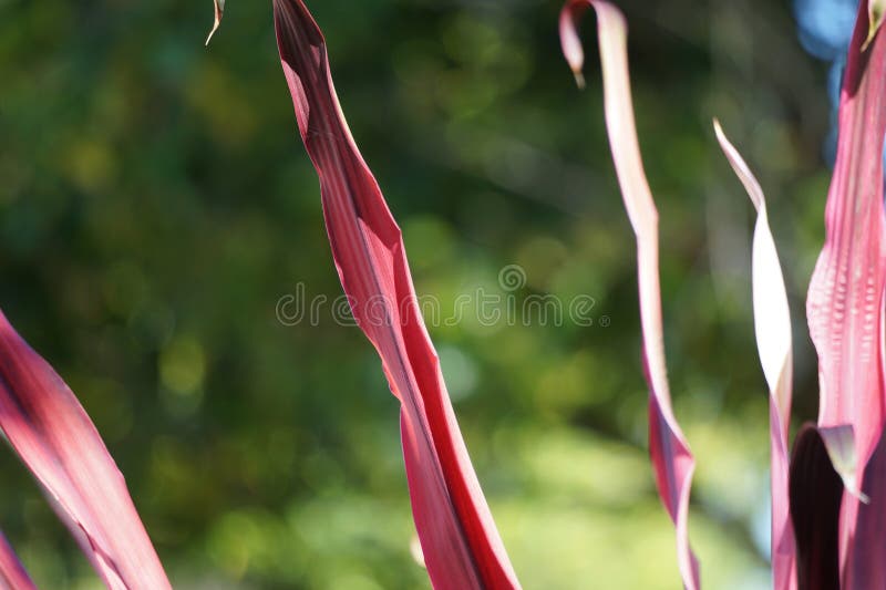 Phormium Guardsman (New Zealand Flax, Hemp, Flax Lily) plant. It can grow to at least 6 feet tall. The leaf-fans are narrow, the leaves quite straight and rigid. Phormium Guardsman (New Zealand Flax, Hemp, Flax Lily) plant. It can grow to at least 6 feet tall. The leaf-fans are narrow, the leaves quite straight and rigid