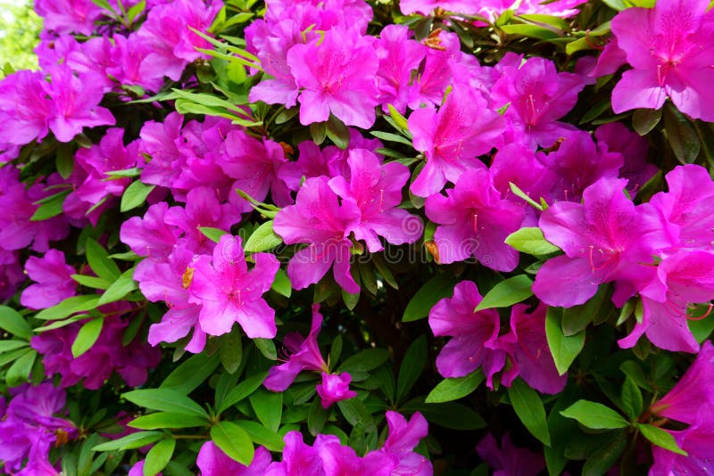 Formosa Azalea De Color Púrpura Es Una Azalea De Mayor Tamaño. Arbusto De  Azalea De Color Lavanda Brillante Foto de archivo - Imagen de rododendro,  colorido: 181342532