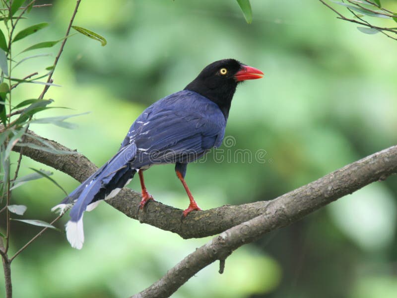 Azul urraca cantando sobre el un árbol.