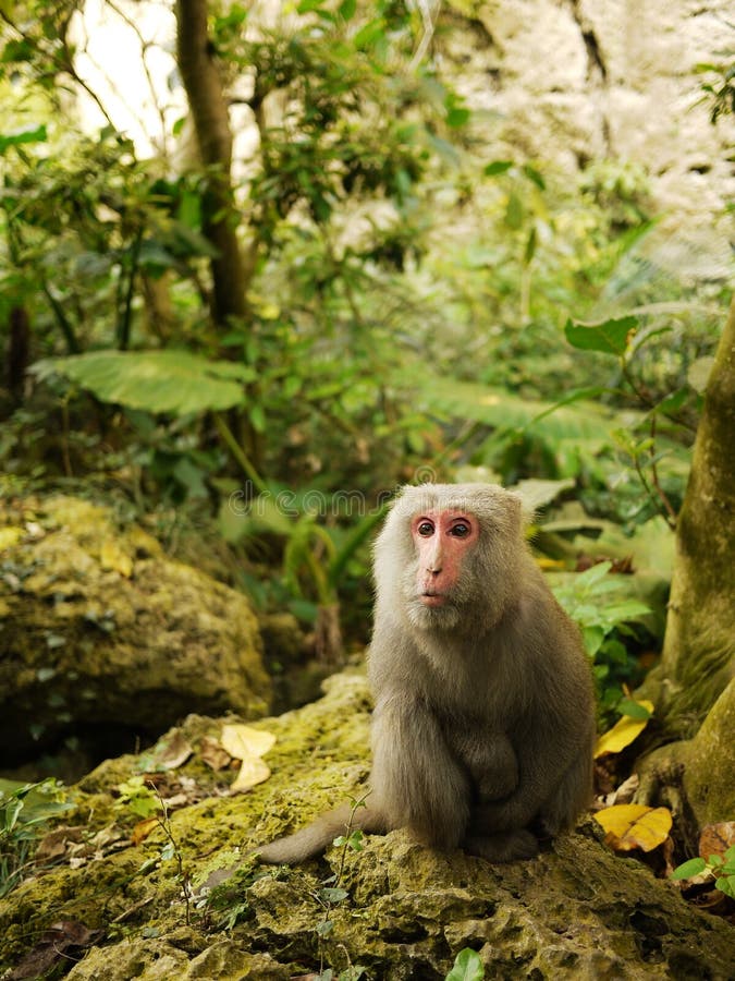 Formosan macaque sitting on Coral limestone