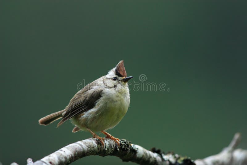 Formosan Yuhina