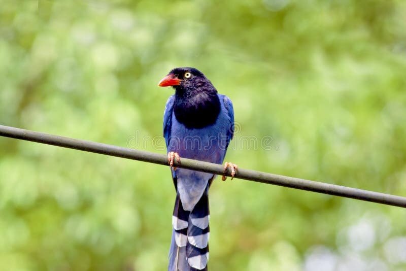 Formosische blaue Elster stockbild Formosische blaue Elster stockbild