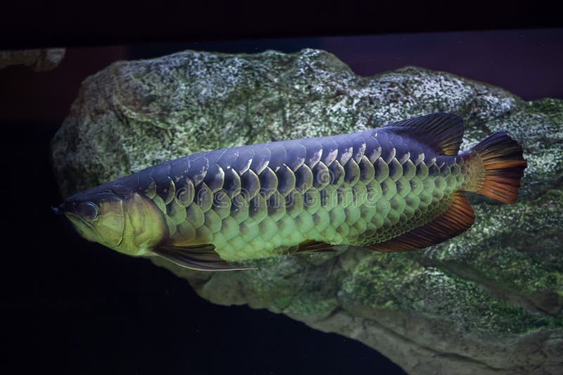 Formosus asiatico di Scleropages di arowana immagine stock Formosus asiatico di Scleropages di arowana immagine stock