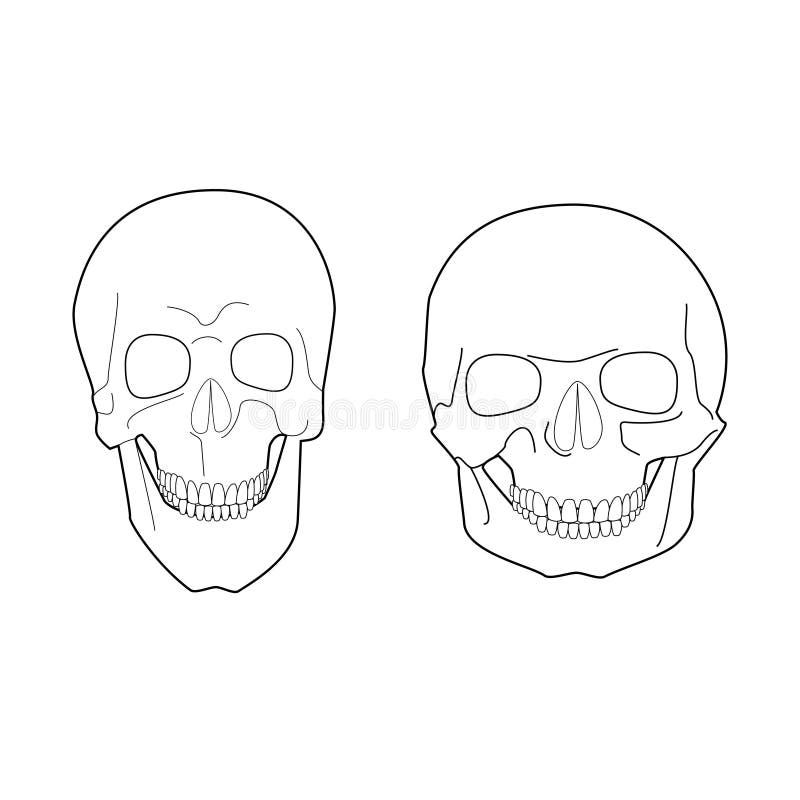 Formulários extremos do crânio humano ilustração stock Formulários extremos do crânio humano ilustração stock