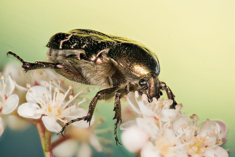 Forra de Rosa, aurata do cetonia fotografia de stock Forra de Rosa, aurata do cetonia fotografia de stock