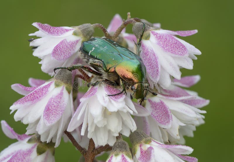 Many species of these beetles are characterized by bright metal color. Exotic flowering shrub called Deutzia, originally from East Asia. Deutzia was named in the 19th century by Swedish botanist Carl Tunberg in honor of the mayor of Amsterdam Johann van Deutz, who financed Botanical expeditions to Japan and China. Many species of these beetles are characterized by bright metal color. Exotic flowering shrub called Deutzia, originally from East Asia. Deutzia was named in the 19th century by Swedish botanist Carl Tunberg in honor of the mayor of Amsterdam Johann van Deutz, who financed Botanical expeditions to Japan and China.