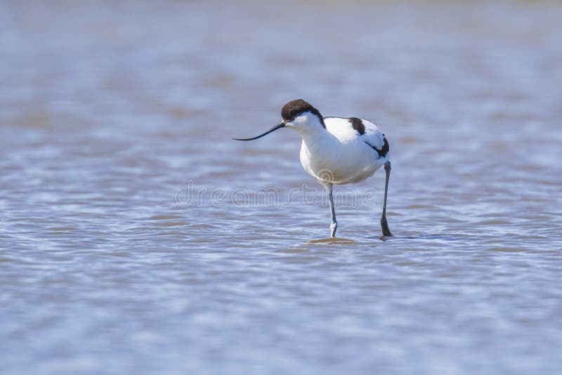 Forraje de varios colores del avosetta del Recurvirostra del Avocet imagenes de archivo Forraje de varios colores del avosetta del Recurvirostra del Avocet imagenes de archivo