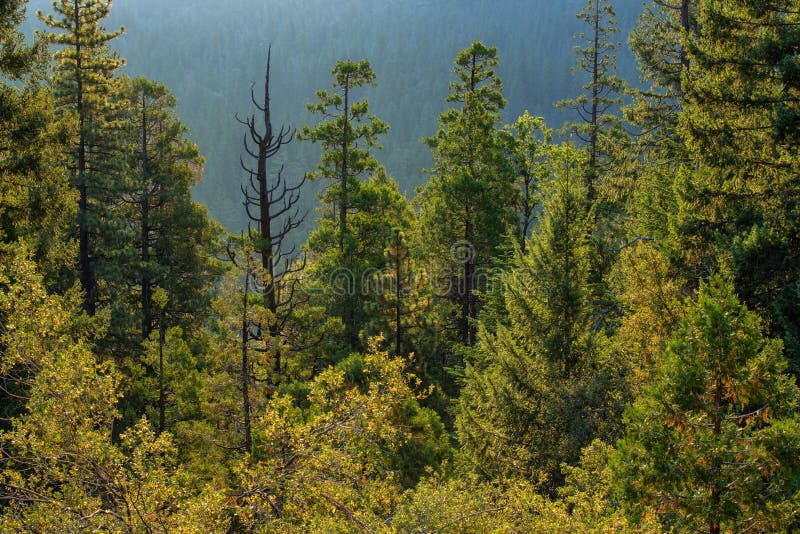 4,040 Pine Trees Mountainside Stock Photos - Free & Royalty-Free