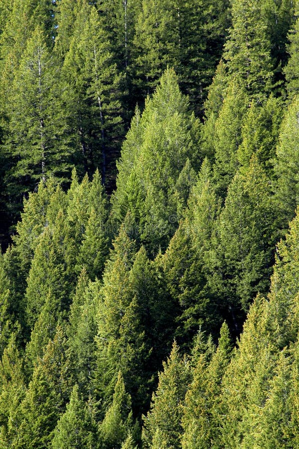 Forrest van de Bomen van de Pijnboom royalty-vrije stock afbeelding Forrest van de Bomen van de Pijnboom royalty-vrije stock afbeelding