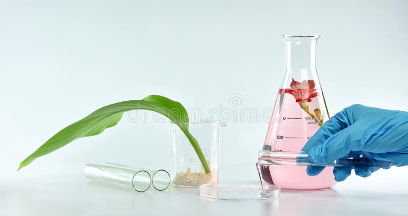 Forscher, der organische natürliche Extraktion, Apotheker Formulierungsskincare Kosmetik vom Blumenbetriebswesentlichen mischt