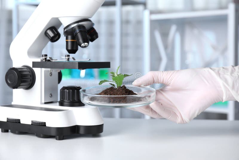 Forskare som rymmer den Petri maträtten med den gröna växten över tabellen i laboratorium Biologisk kemi