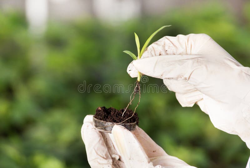 Close up of biogist`s hand with protective gloves holding young plant with root above petri dish with soil. Green background. Biotechnology, plant care and protection concept. Close up of biogist`s hand with protective gloves holding young plant with root above petri dish with soil. Green background. Biotechnology, plant care and protection concept