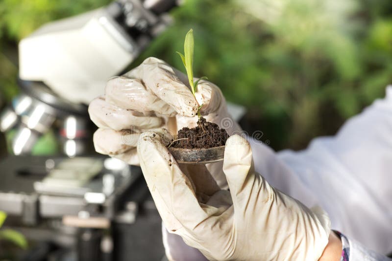 Close up of biogist`s hand with protective gloves holding young plant with root above petri dish with soil. Green background. Biotechnology, plant care and protection concept. Close up of biogist`s hand with protective gloves holding young plant with root above petri dish with soil. Green background. Biotechnology, plant care and protection concept