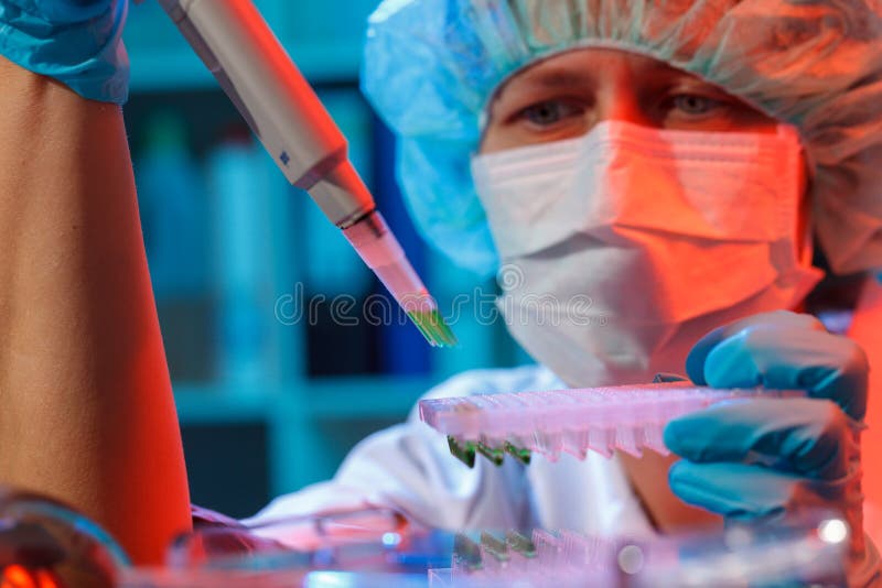 Scientist loads pcr plate for DNA analysis with multichannel pipette. Scientist loads pcr plate for DNA analysis with multichannel pipette