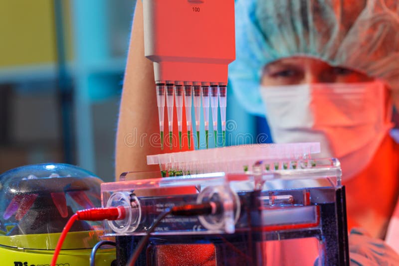 scientist loads pcr plate for DNA analysis with multichannel pipette. scientist loads pcr plate for DNA analysis with multichannel pipette