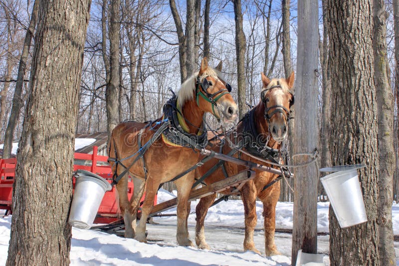 Maple Sap Buckets in Spring represented with two horses. (Canada). Maple Sap Buckets in Spring represented with two horses. (Canada)