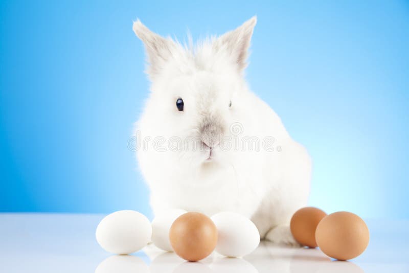 2 forsują pisklęca pojęcia Easter jajek kwiatów trawa malujących umieszczających potomstwa zdjęcia stock 2 forsują pisklęca pojęcia Easter jajek kwiatów trawa malujących umieszczających potomstwa zdjęcia stock