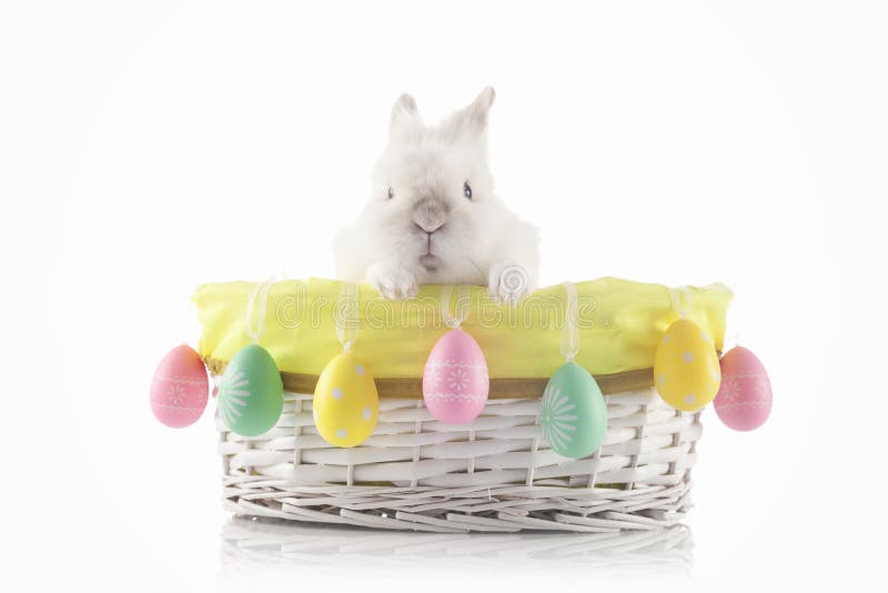2 forsują pisklęca pojęcia Easter jajek kwiatów trawa malujących umieszczających potomstwa zdjęcia stock 2 forsują pisklęca pojęcia Easter jajek kwiatów trawa malujących umieszczających potomstwa zdjęcia stock