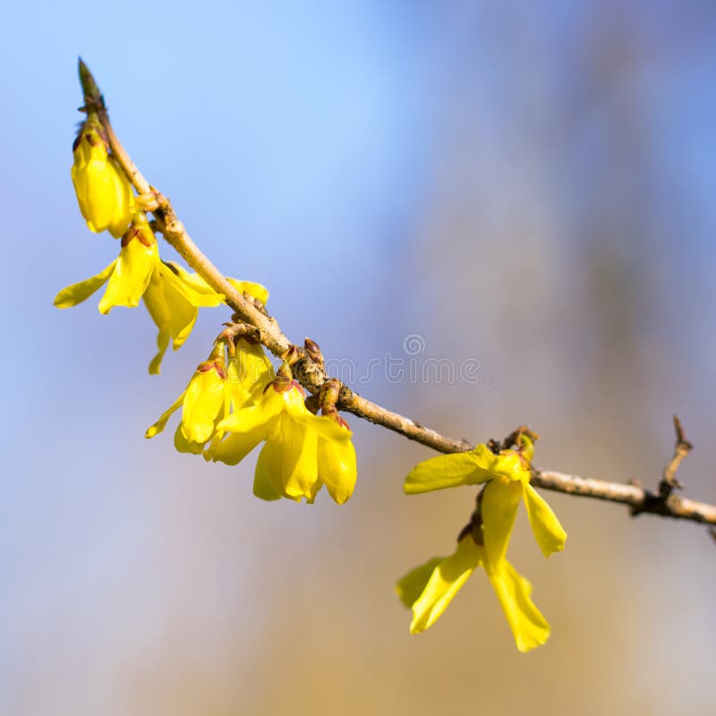 Forsycji flowersin wczesna wiosna Kwitn?? forsycje w sadzie Bokeh zdjęcie stock Forsycji flowersin wczesna wiosna Kwitn?? forsycje w sadzie Bokeh zdjęcie stock
